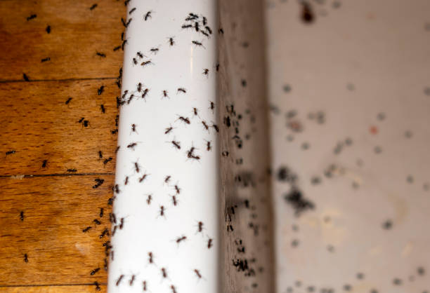 Best Termite Control Services  in Sidy, NE